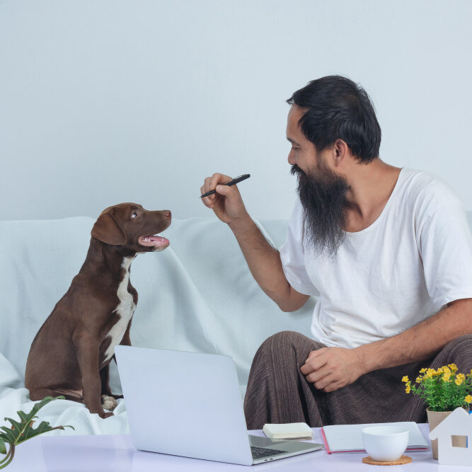 Customized veterinary care for pets